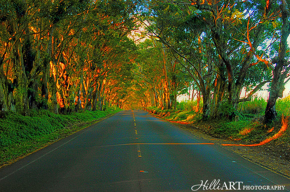 Life's Journey - The Tunnel of Trees - Kauai Hawaii