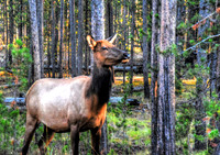 Yellowstone