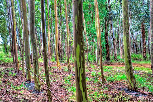 Rainbow Eucalyptus Trees